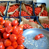 Pomodorini del Piennolo del Vesuvio DOP – 1 kg.
