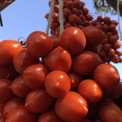 Piennolo Tomatoes - Vesuvio Street Food