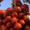 Piennolo Tomatoes - Vesuvio Street Food
