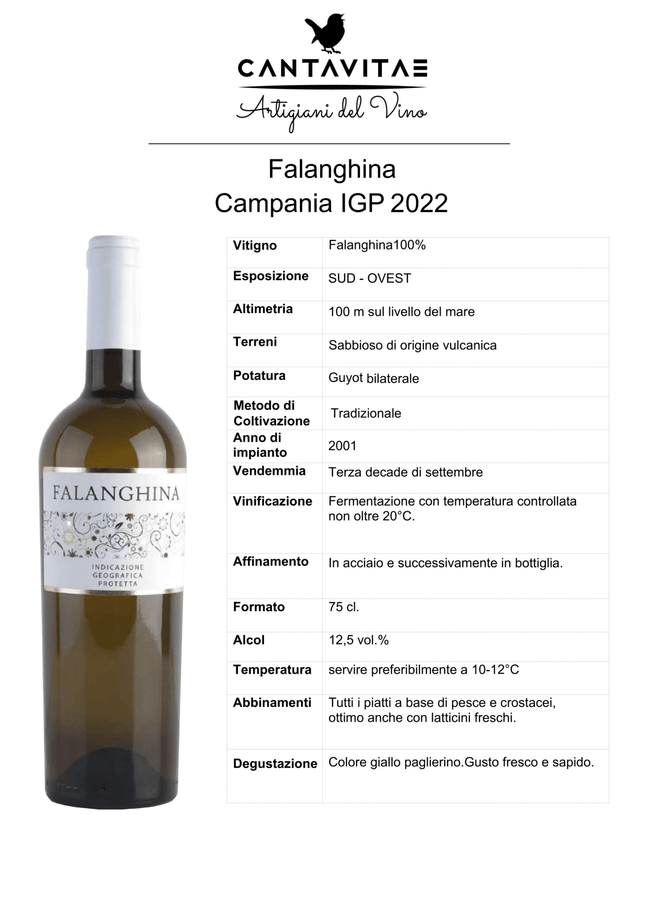 Falanghina DOC Campania 2024 750 ml – Fresh Aromatic Italian White Wine - Vino - Vesuvio Street Food