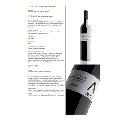 Català 2024 750 ml – Fresh Elegant Italian Wine from Southern Tradition - Vino - Vesuvio Street Food